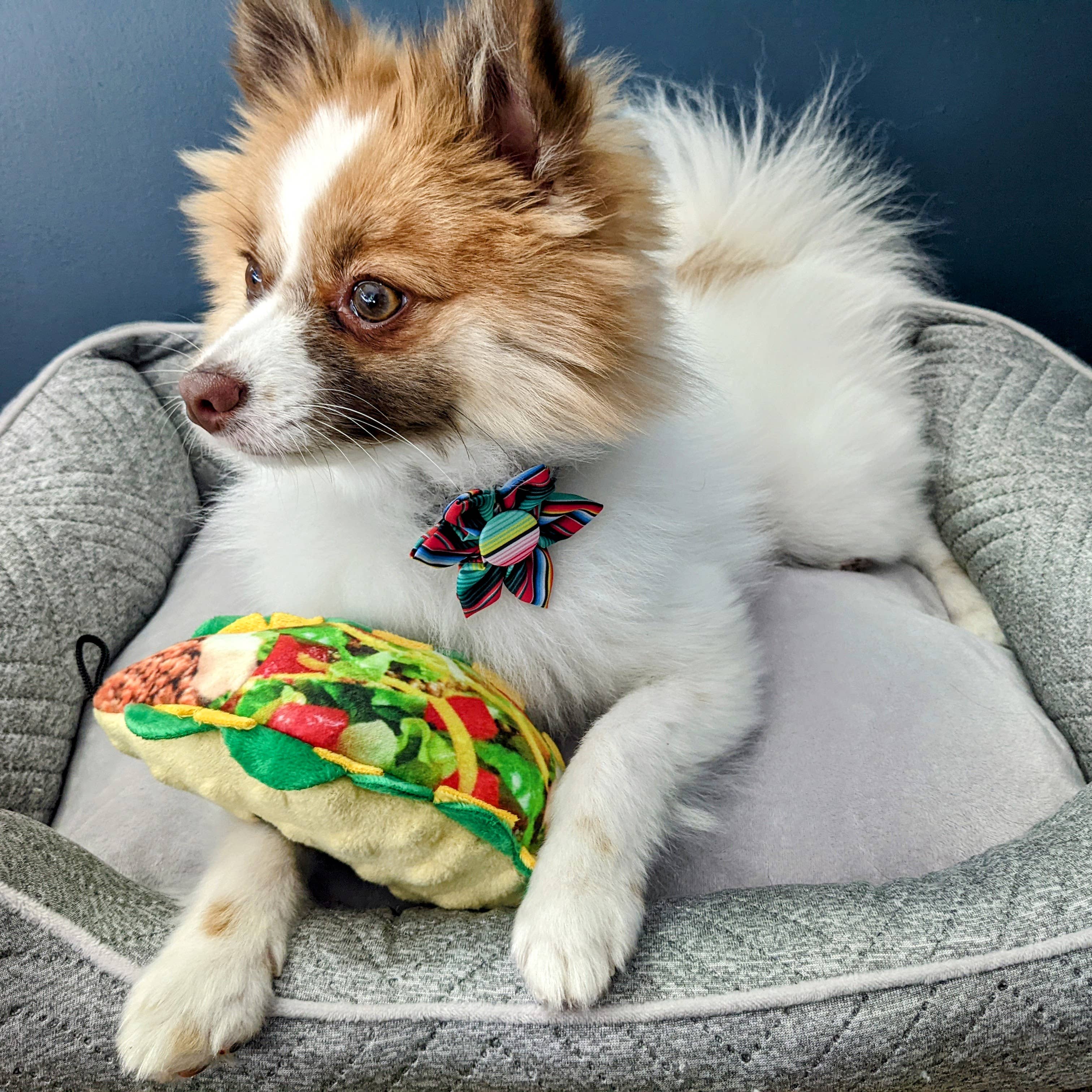Taco Tuesday Large Dog Toy – Big Plush Taco Squeaker