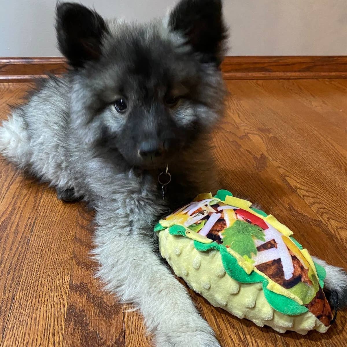 Taco Tuesday (Small)