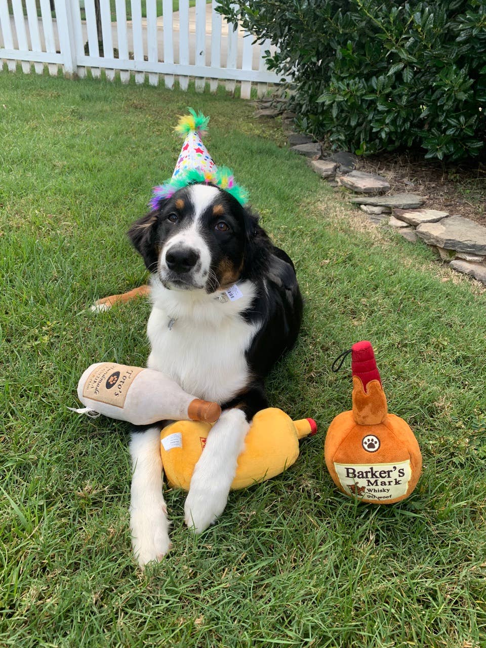 Toto’s Pawdka (Large)