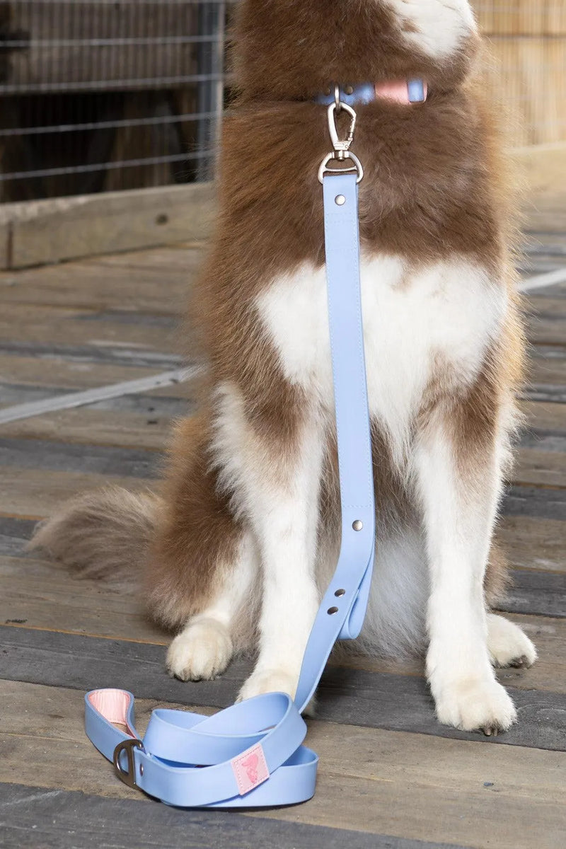 Aria the Fox Blue Sky Orchid Waterproof Dog Leash | Light Blue & Pink