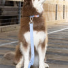 Aria the Fox Blue Sky Orchid Waterproof Dog Collar | Light Blue & Pink