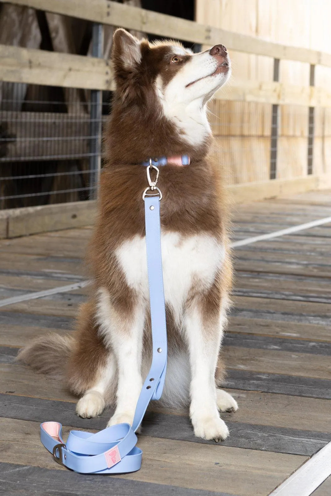 Aria the Fox Blue Sky Orchid Waterproof Dog Collar | Light Blue & Pink