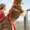 Aria the Fox Scarlet Peaks Waterproof Dog Collar | Vibrant Red