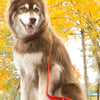 Aria the Fox Scarlet Peaks Waterproof Dog Collar | Vibrant Red