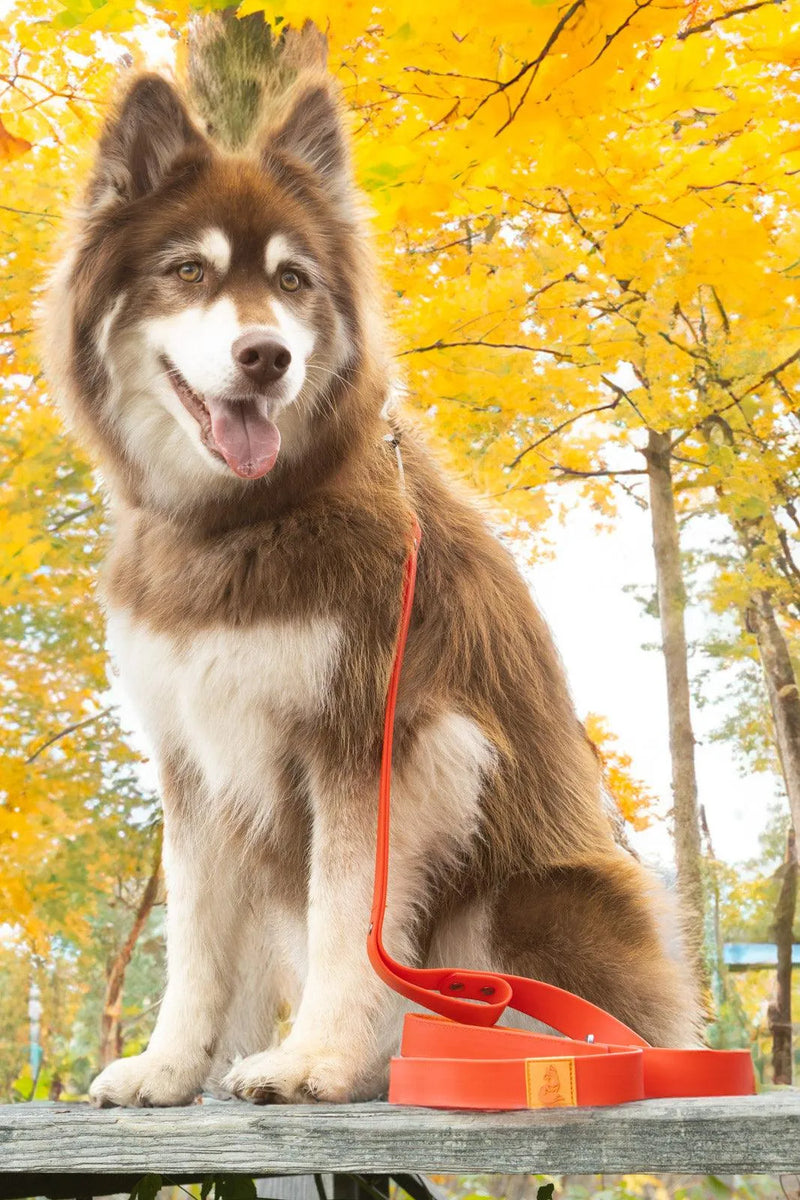 Aria the Fox Scarlet Peaks Waterproof Dog Collar | Vibrant Red