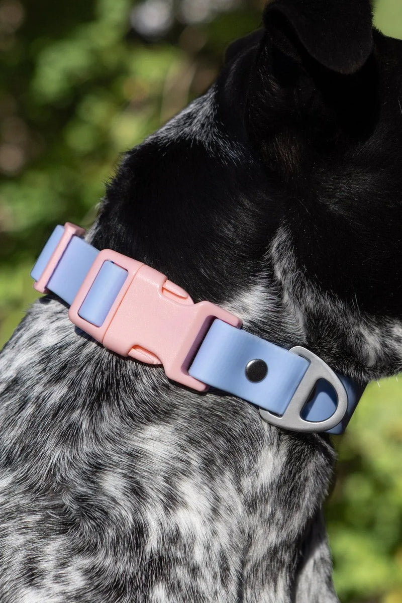 Aria the Fox Blue Sky Orchid Waterproof Dog Collar | Light Blue & Pink