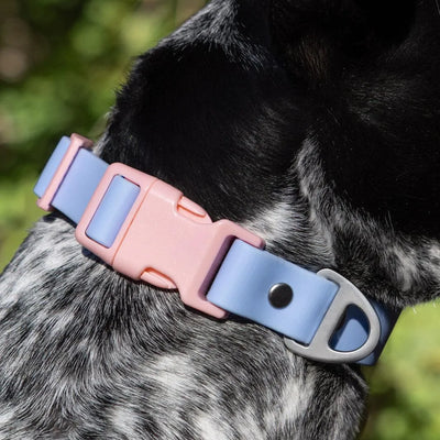 Aria the Fox Blue Sky Orchid Waterproof Dog Collar | Light Blue & Pink