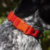 Aria the Fox Scarlet Peaks Waterproof Dog Collar | Vibrant Red