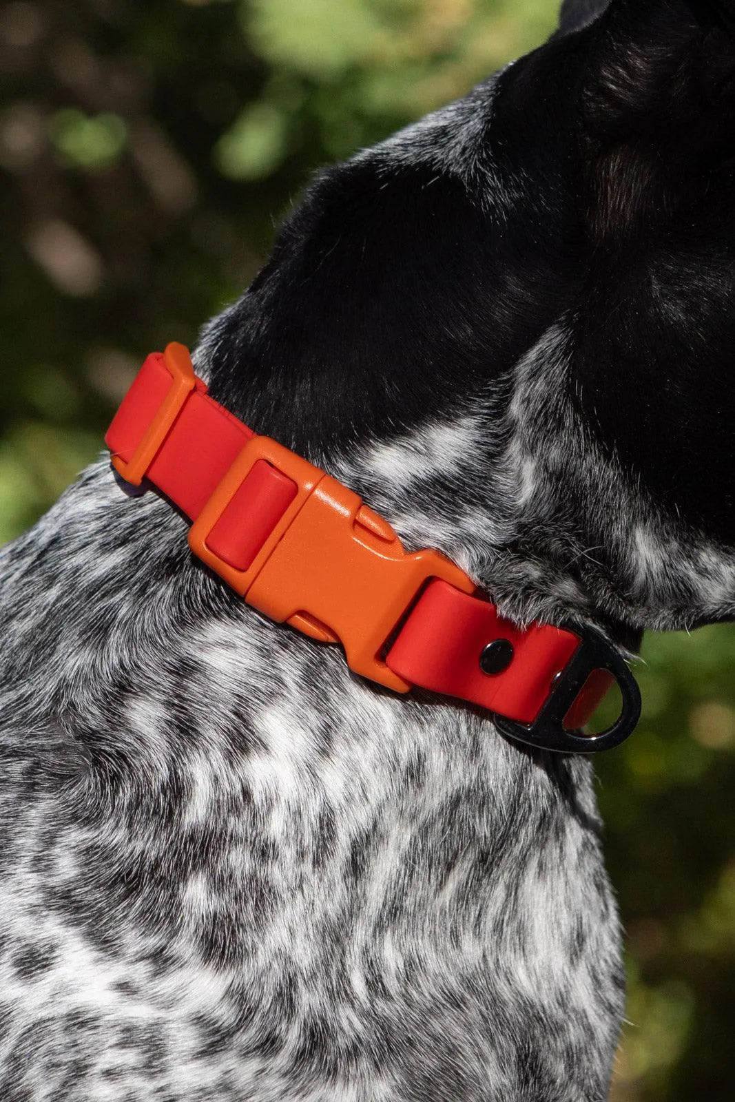 Aria the Fox Scarlet Peaks Waterproof Dog Collar | Vibrant Red
