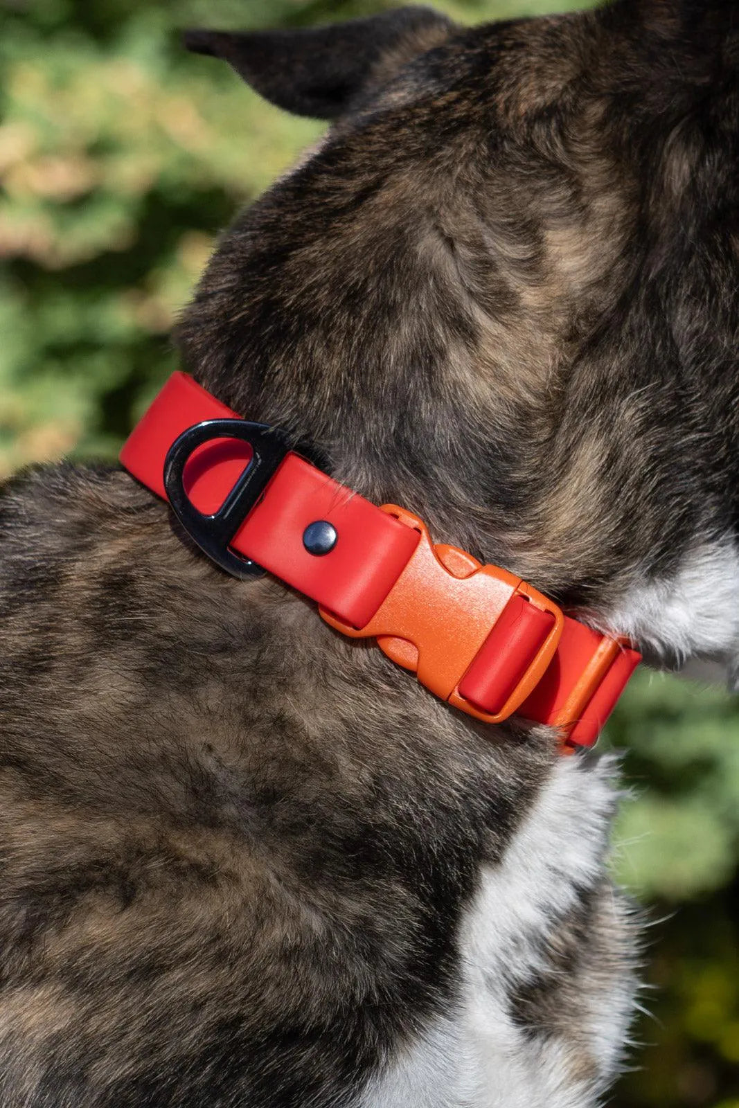 Aria the Fox Scarlet Peaks Waterproof Dog Collar | Vibrant Red