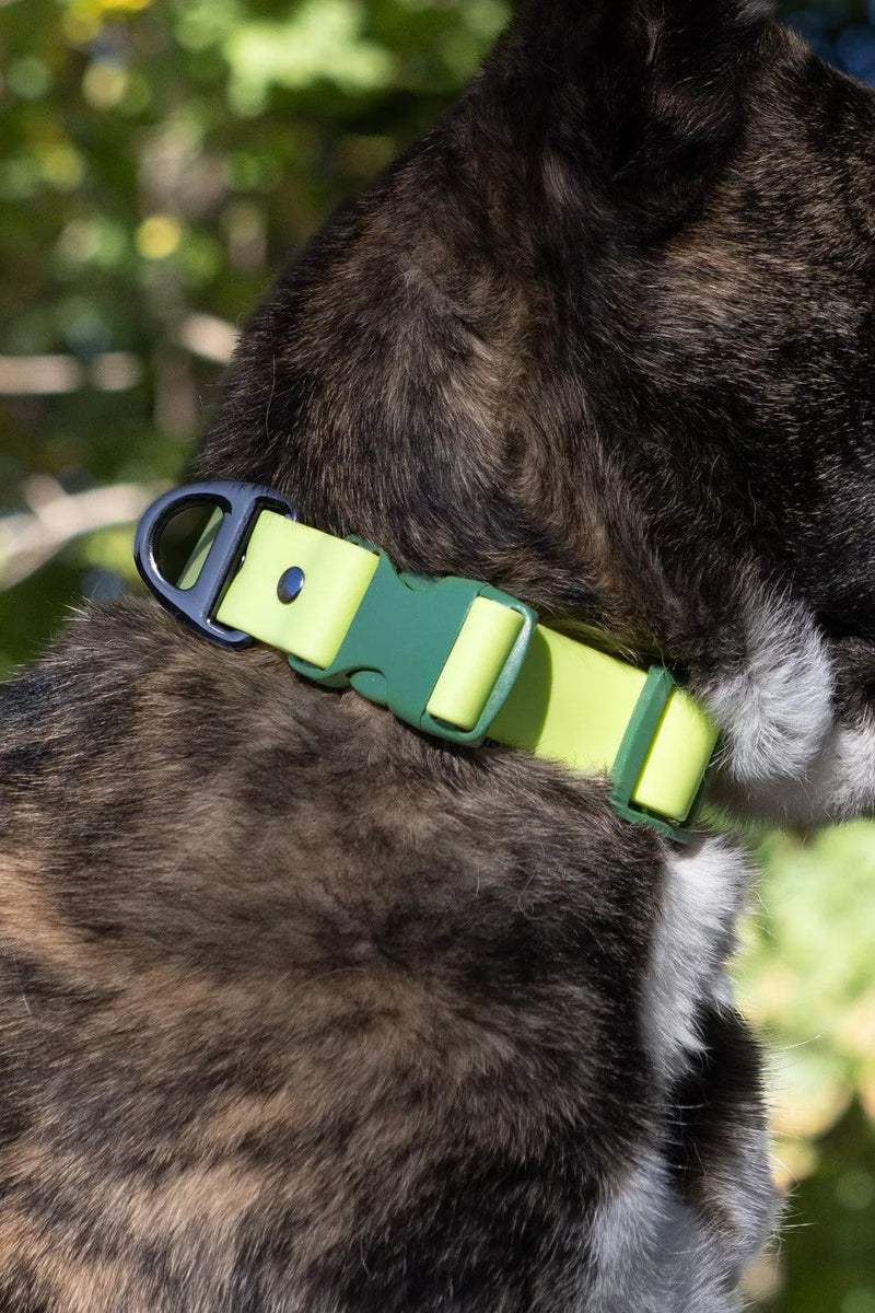 Aria the Fox Mossy Pine Waterproof Dog Collar | Earthy Green