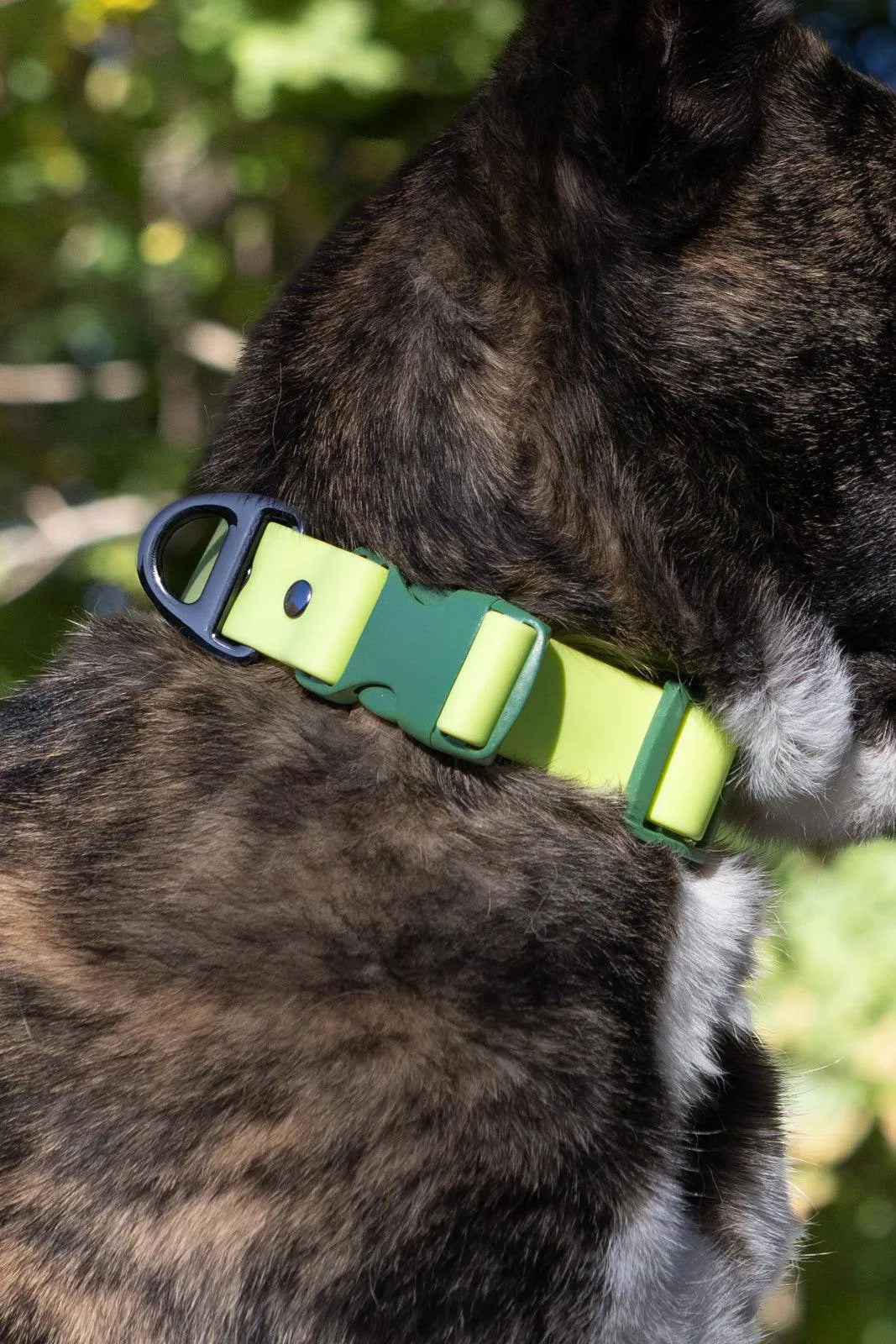 Aria the Fox Mossy Pine Waterproof Dog Collar | Earthy Green