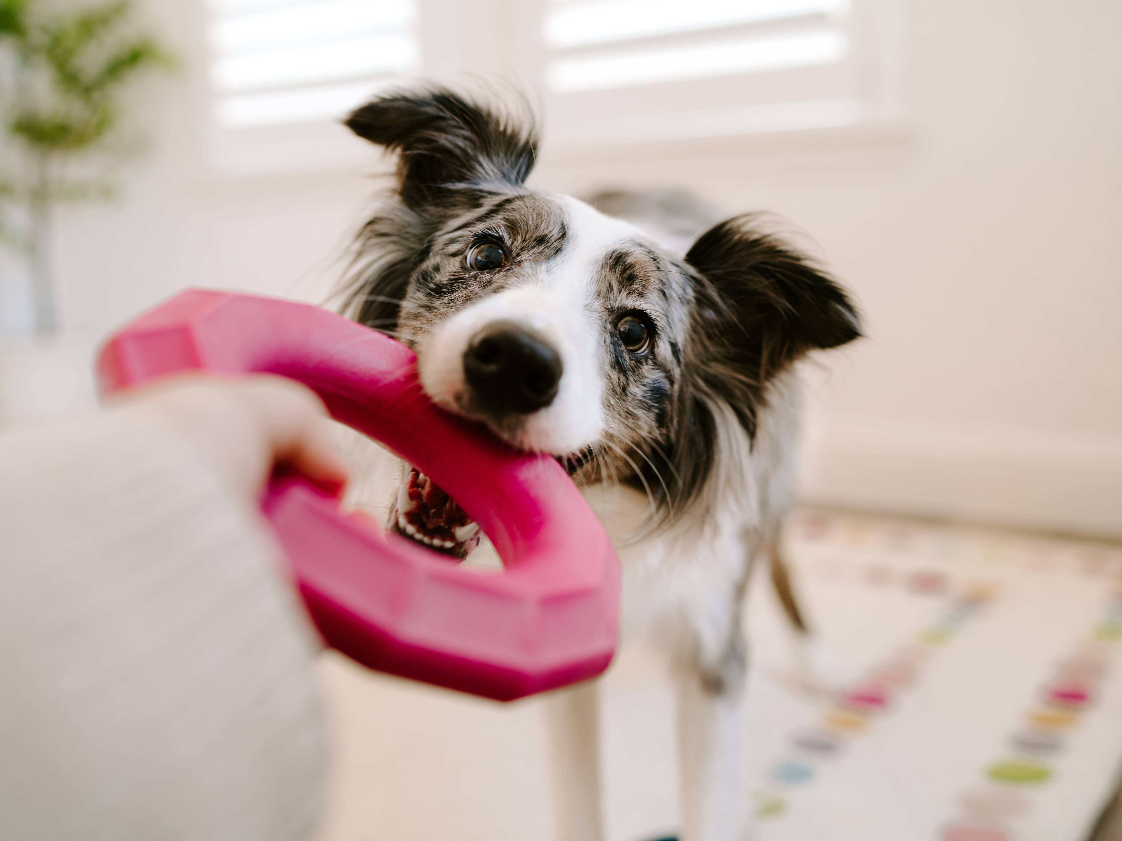 ZippyTuff+ Magenta Ring | Heavy Duty Chew Toy