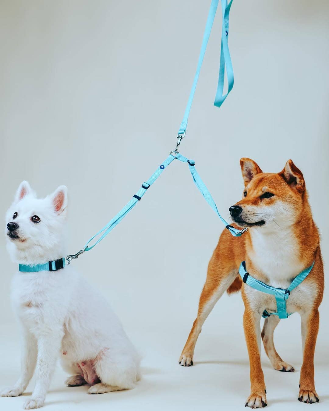 Royal Blue Medium/Large Double Leash