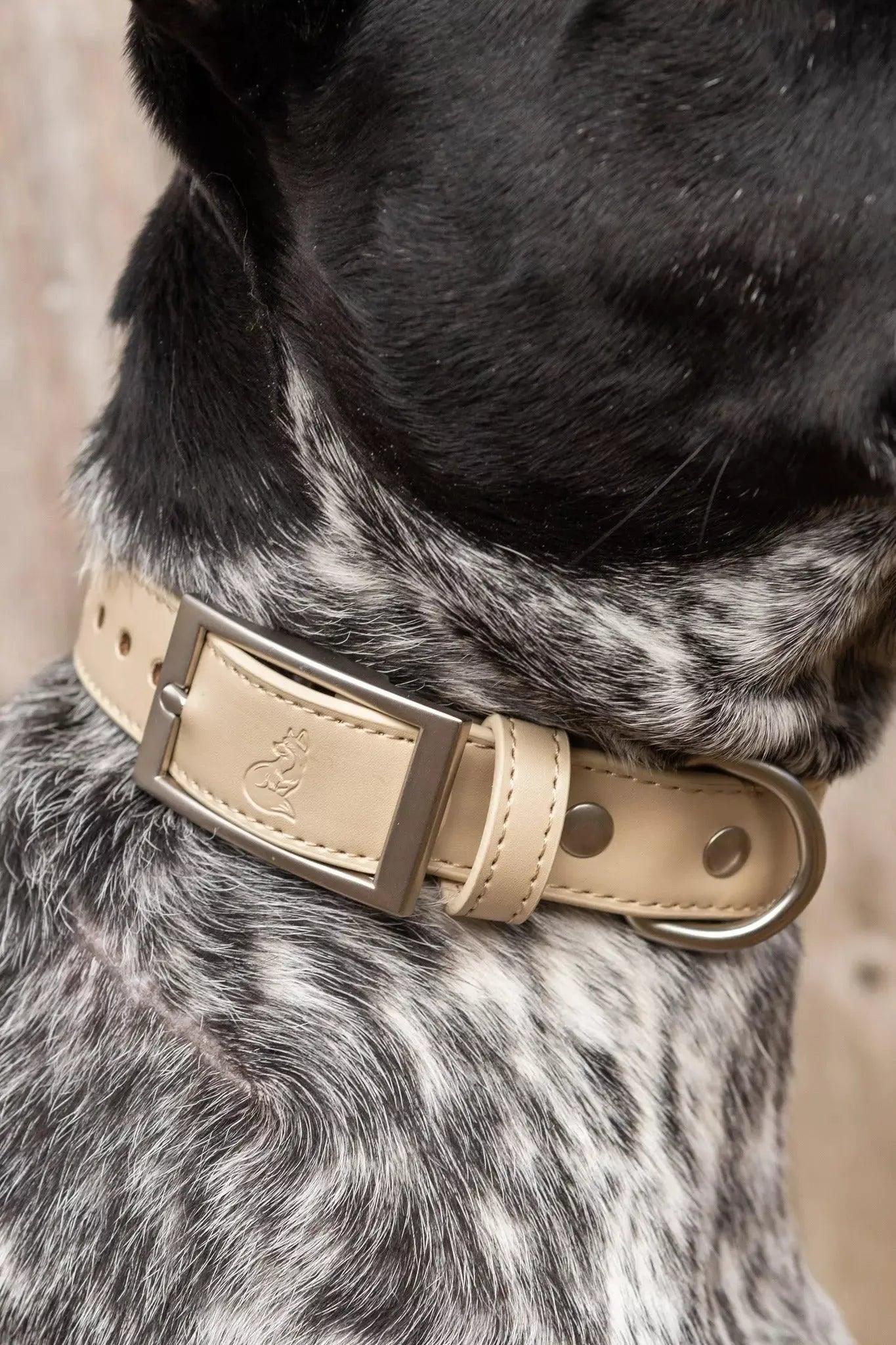 Aria the Fox Champagne Fizz Vegan Leather Dog Collar | Luxury Gold