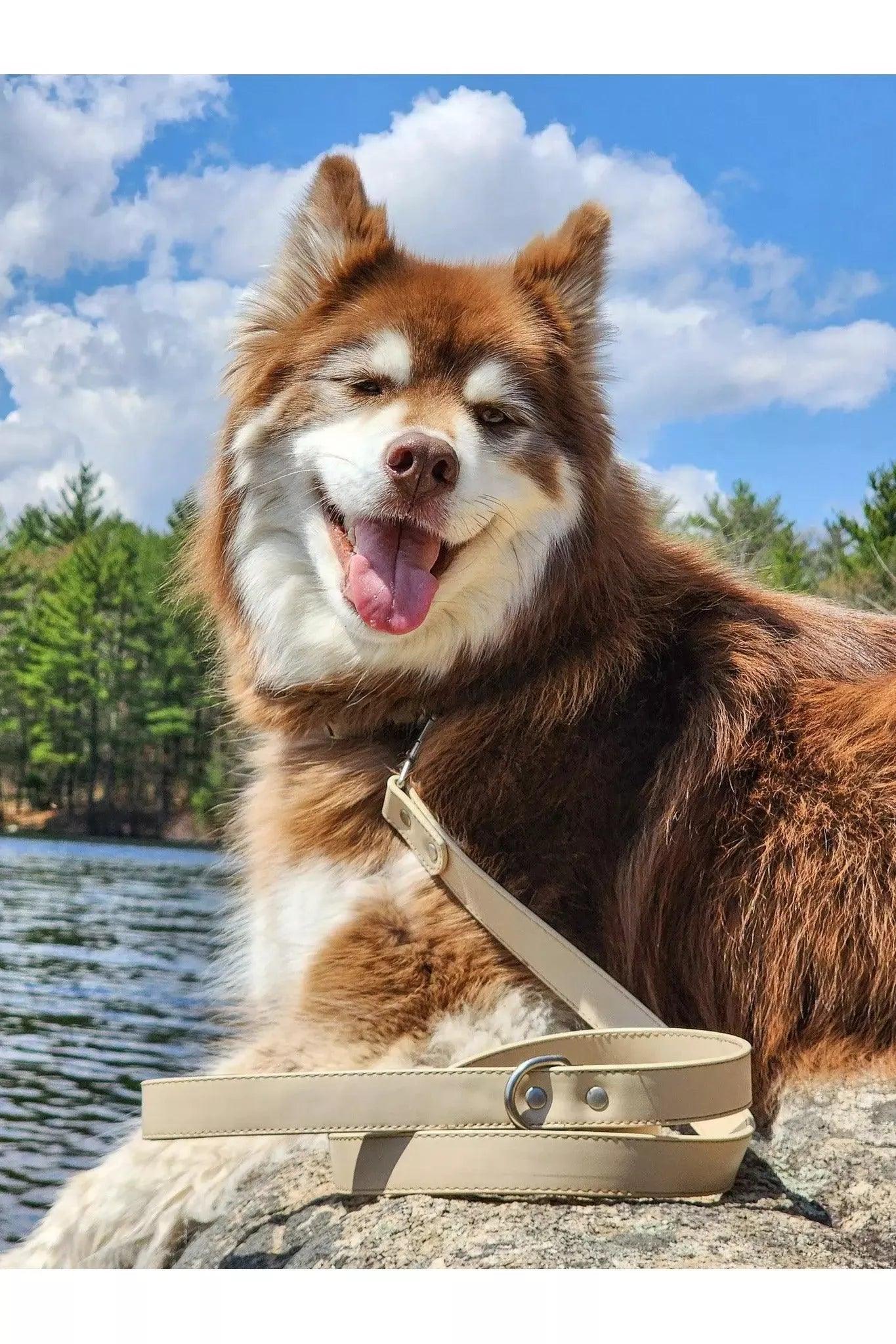 Aria the Fox Champagne Fizz Vegan Leather Dog Leash | Luxury Gold