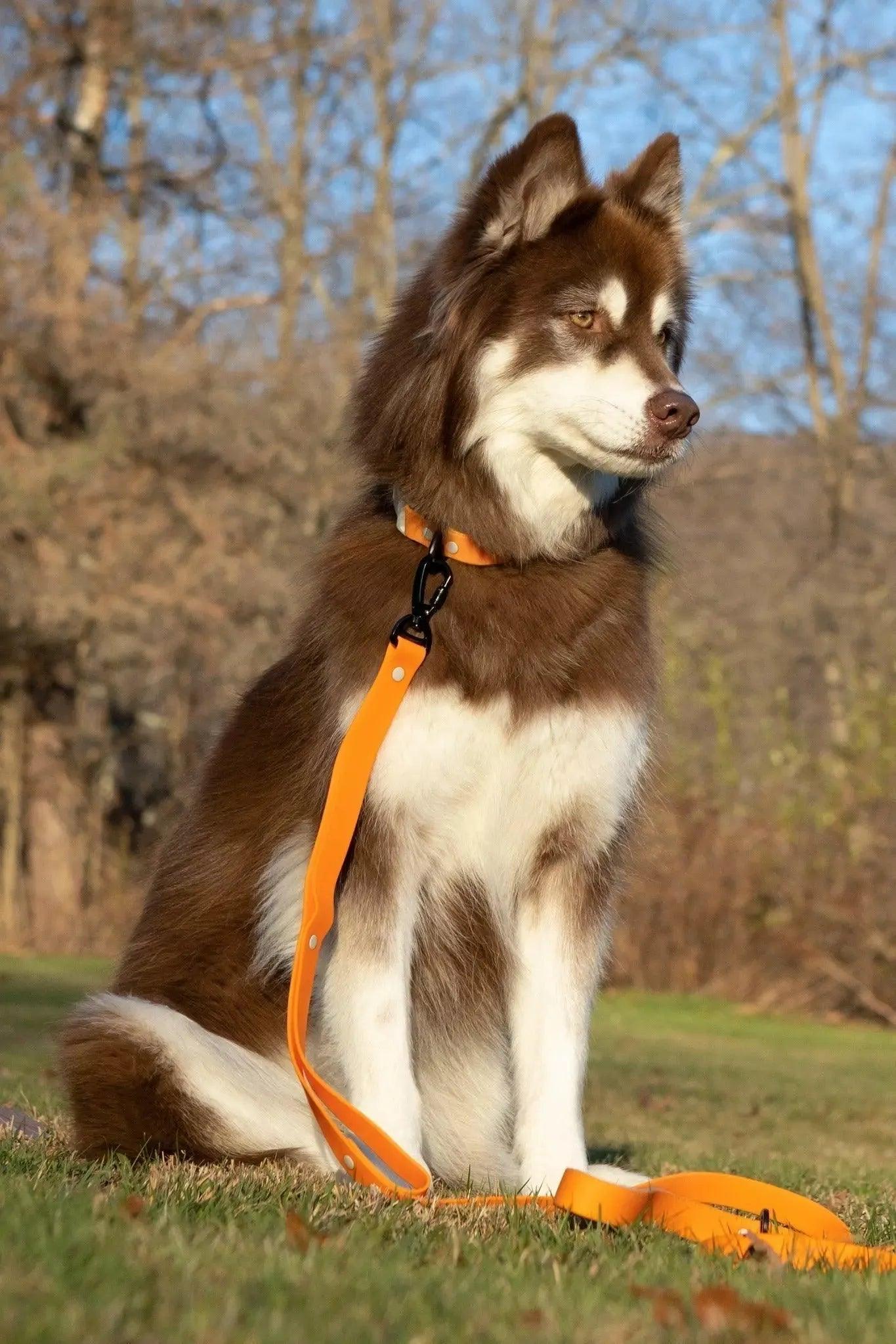 Aria the Fox Crimson Glow Waterproof Dog Leash | Bright Orange