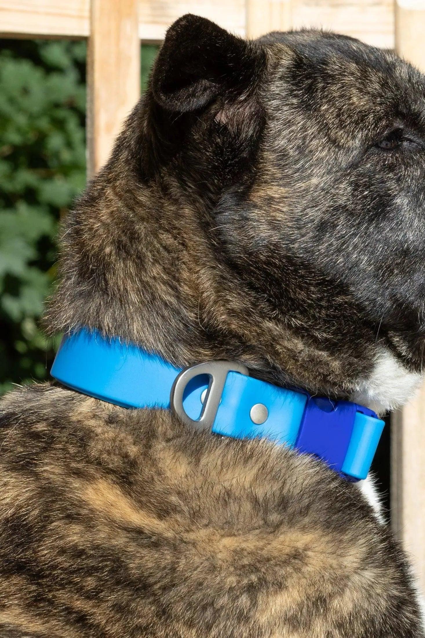 Aria the Fox Dockside Adventures Waterproof Dog Collar | Navy Blue