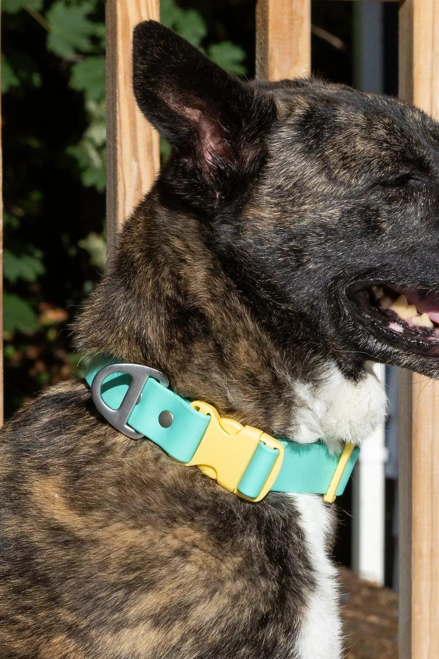 Aria the Fox Island Vibes Waterproof Dog Collar | Teal & Yellow