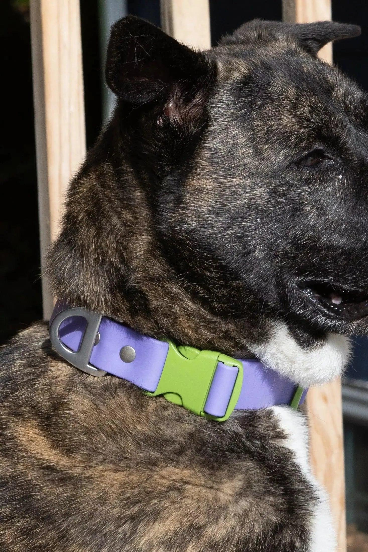 Aria the Fox Lavender Garden Waterproof Dog Collar | Soft Purple