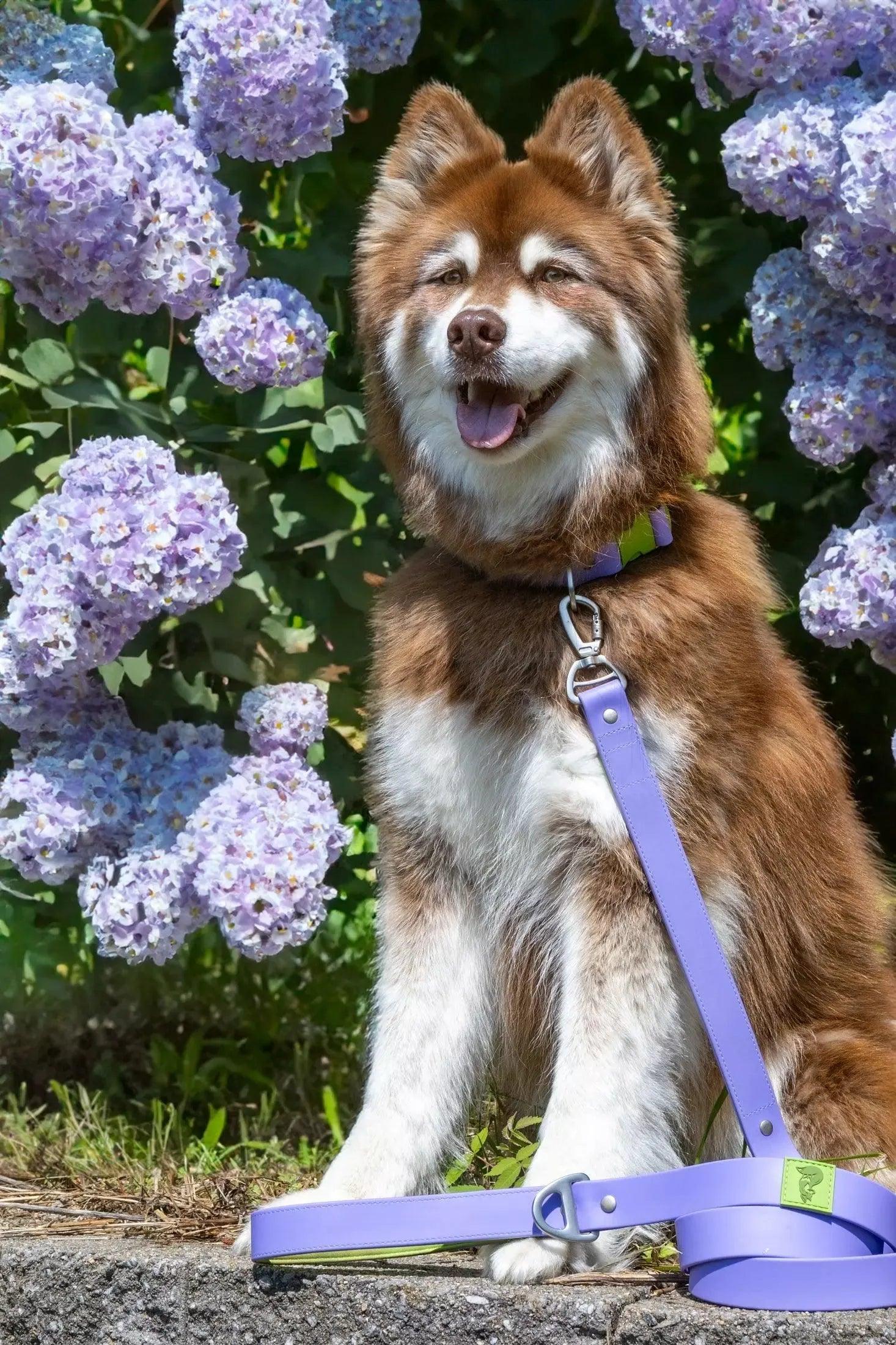 Aria the Fox Lavender Garden Waterproof Dog Collar | Soft Purple