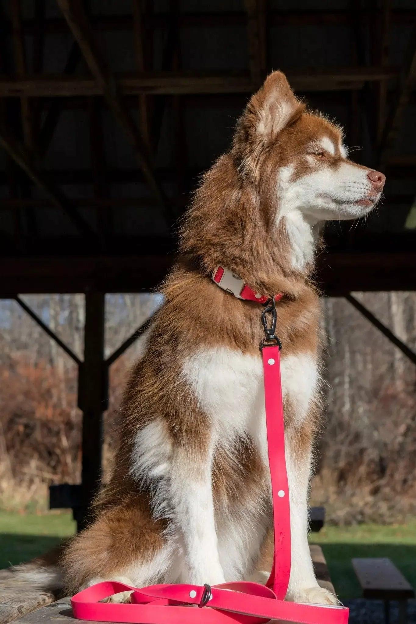 Aria the Fox Red Mountain Syrah Waterproof Dog Leash | Fuchsia