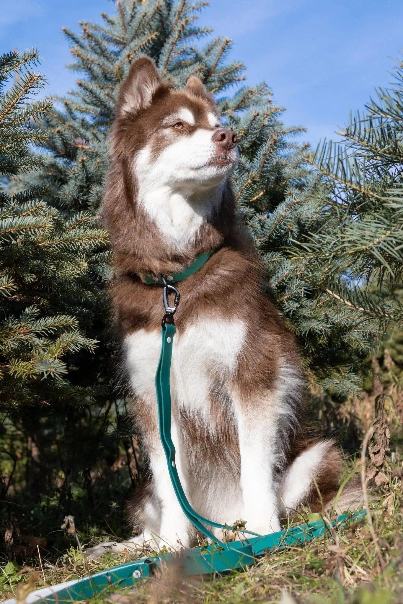 Aria the Fox Siberian Spruce Waterproof Dog Collar | Forest Green