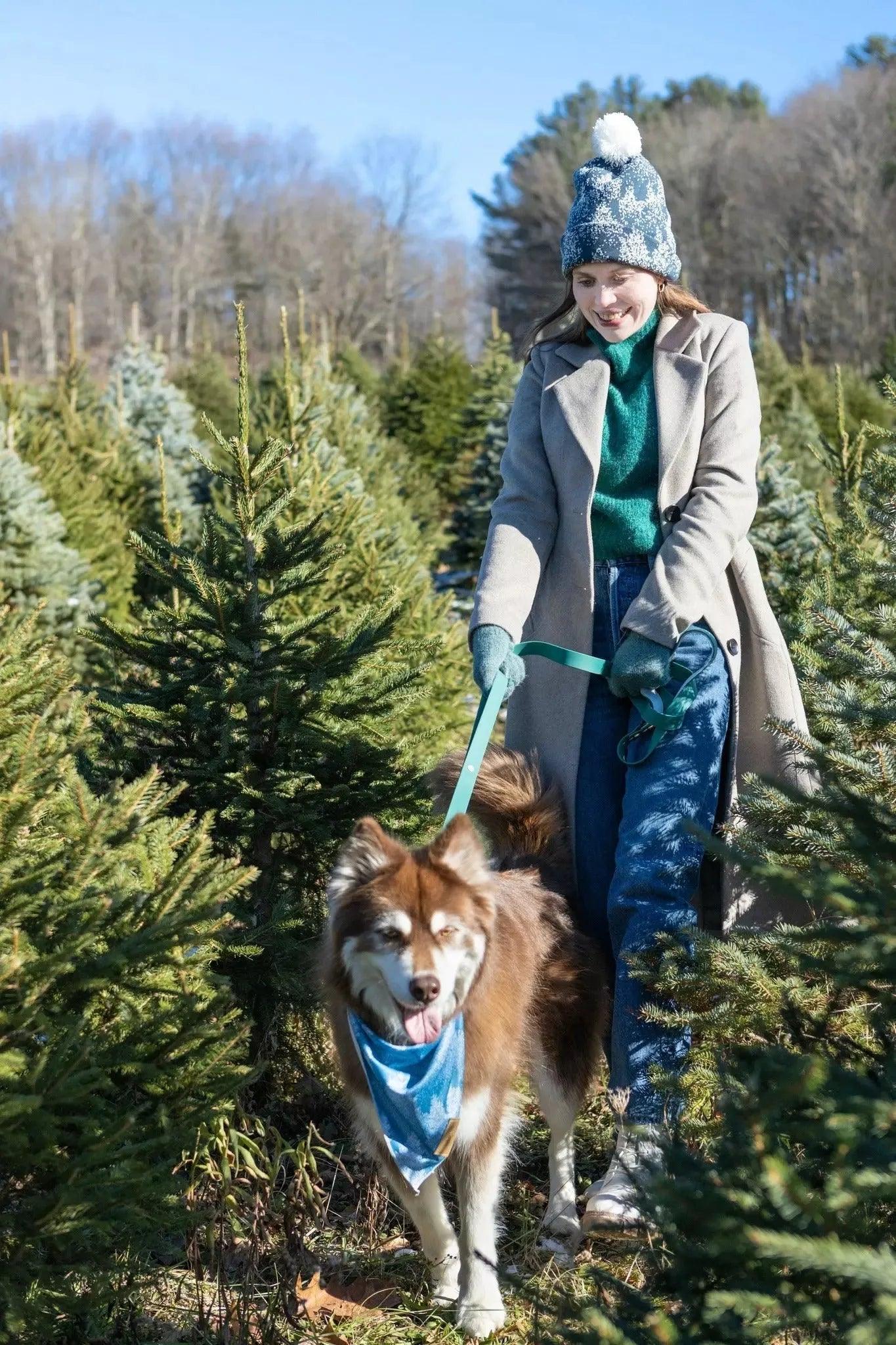 Aria the Fox Siberian Spruce Waterproof Dog Collar | Forest Green