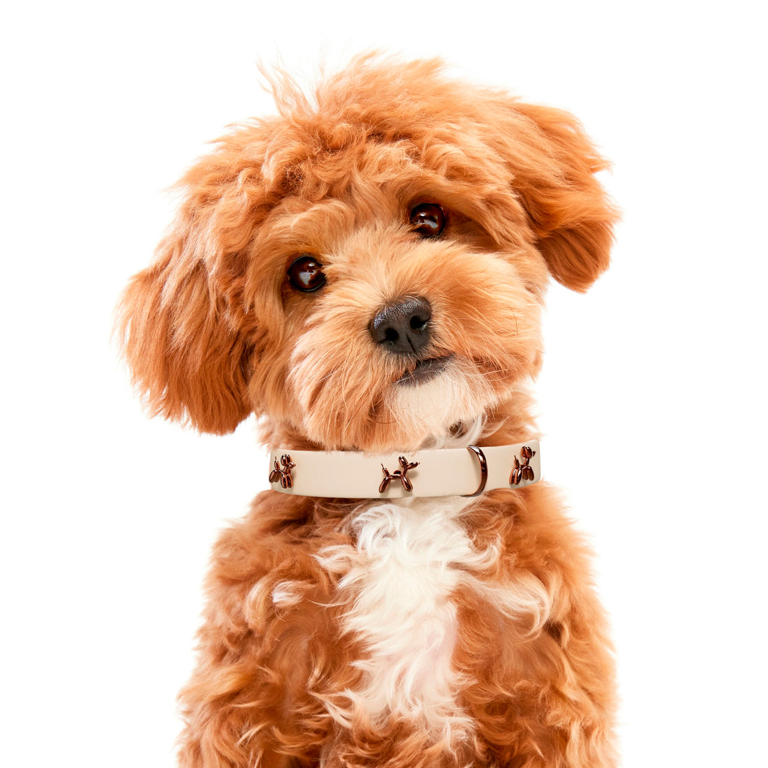 SANDDOG Ballon Beige Dog Collar | Premium Small Dog Collar
