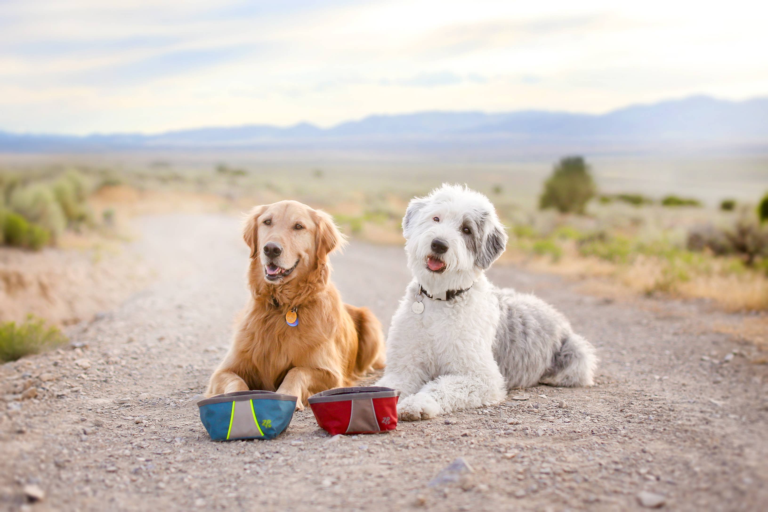 ZippyPaws Adventure Bowl | Portable Travel Dog Bowl