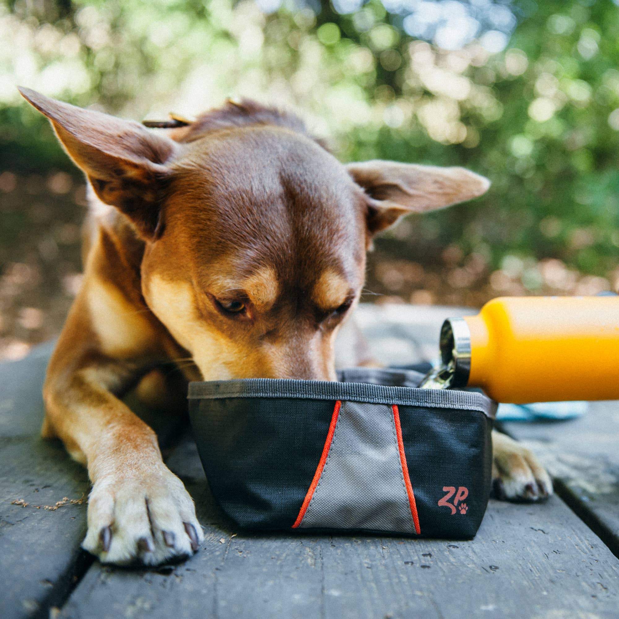 ZippyPaws Adventure Bowl | Portable Travel Dog Bowl