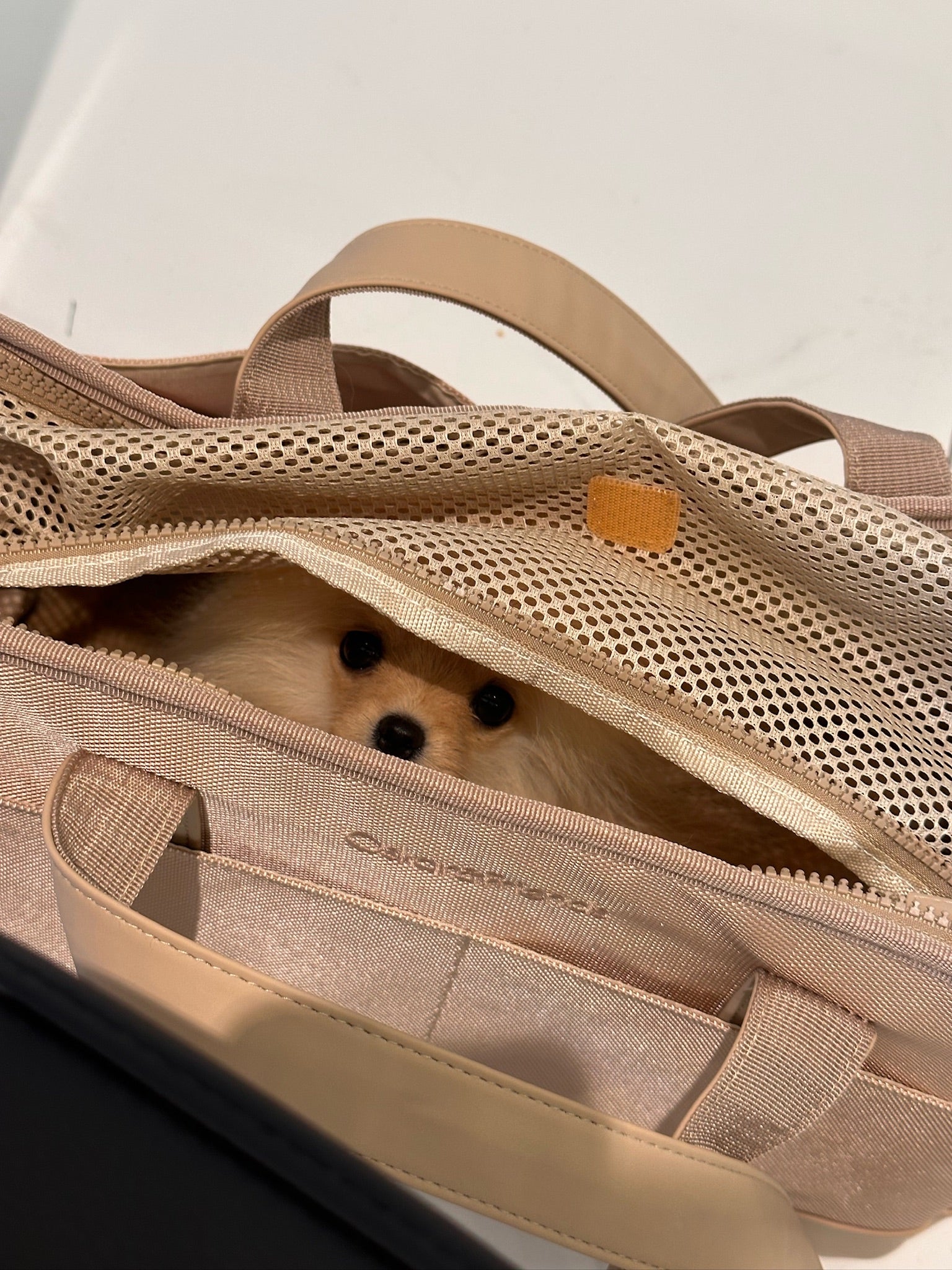 Beige Pet Tote Bag | Timeless Neutral Carrier